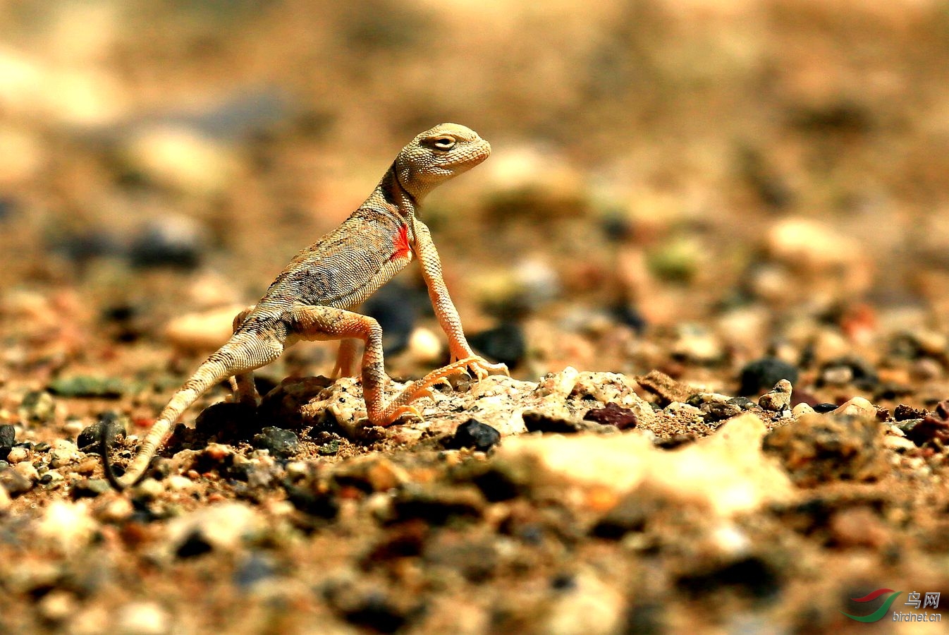 小动物也可爱-叶城沙蜥