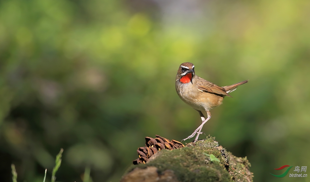 今年拍的四大歌鴝 - 林鳥版 forest birds 鳥網