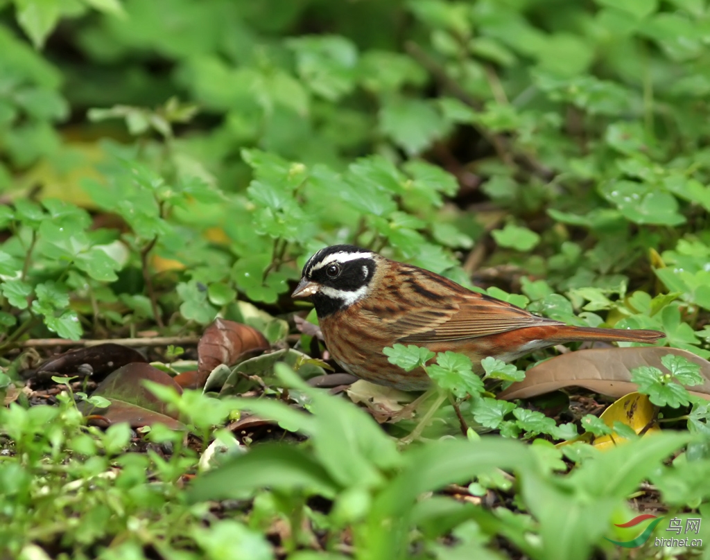 白眉鵐(雄鳥)