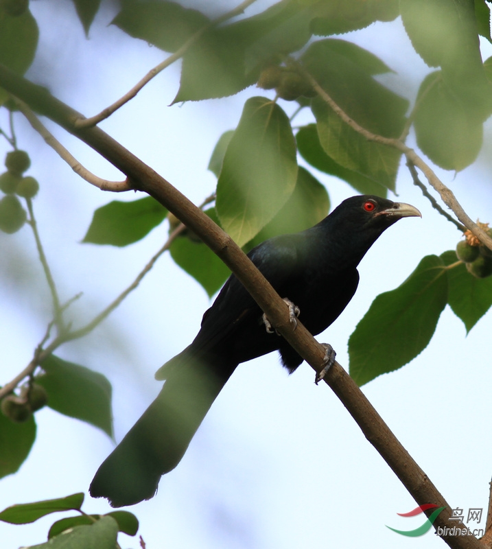 有叫红眼椋鸟对吗