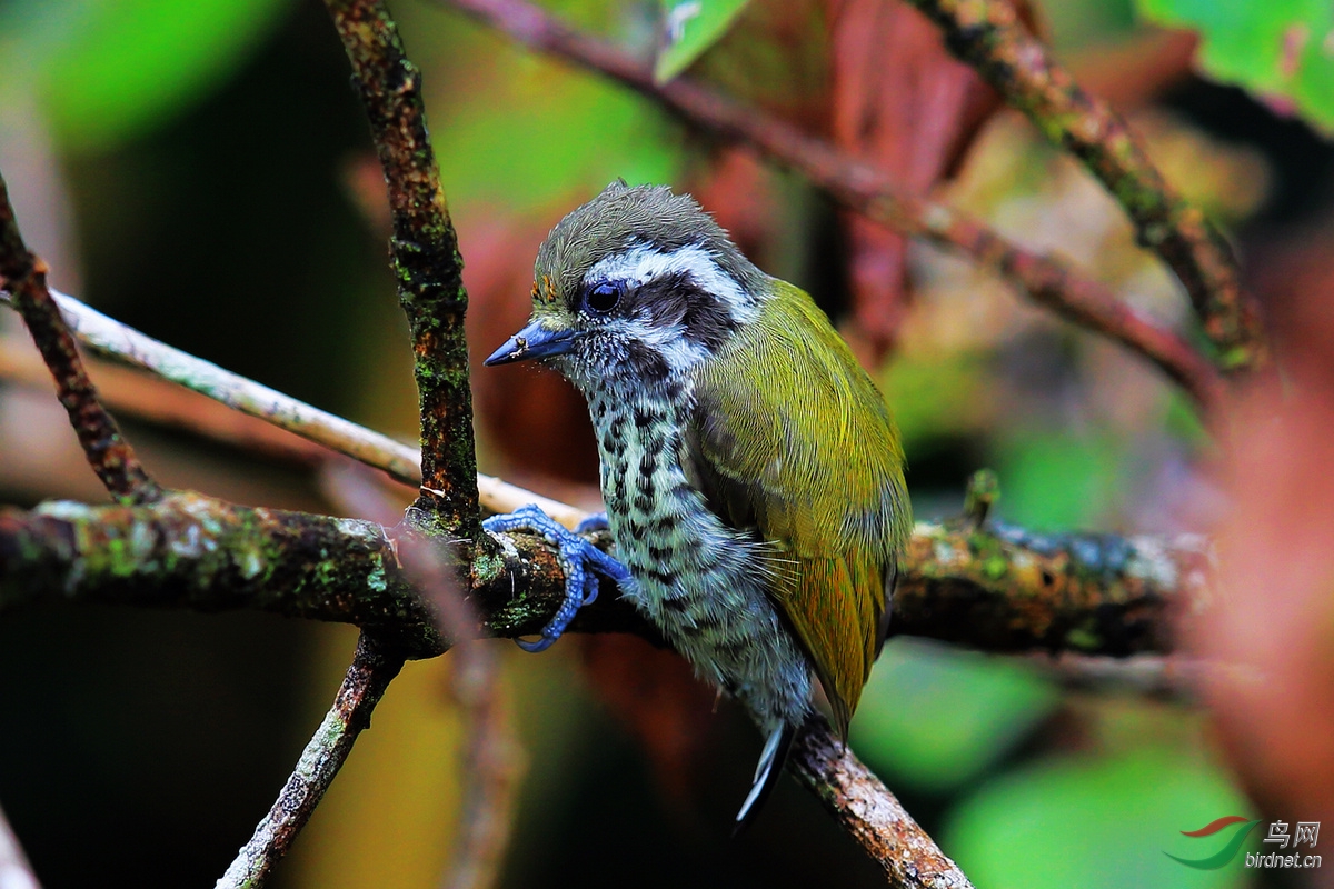 斑姬啄木鸟 speckled piculet