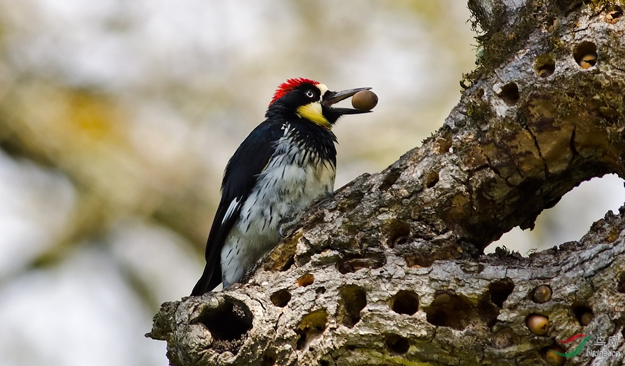 橡树啄木鸟