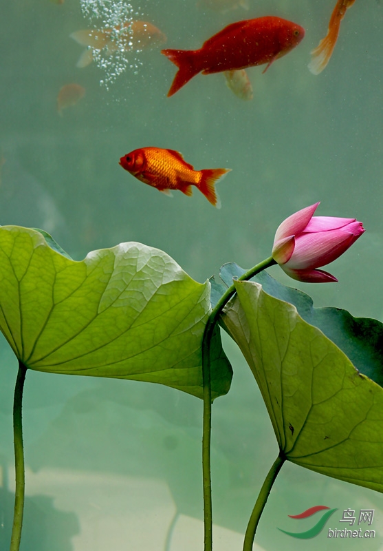 游鱼戏荷