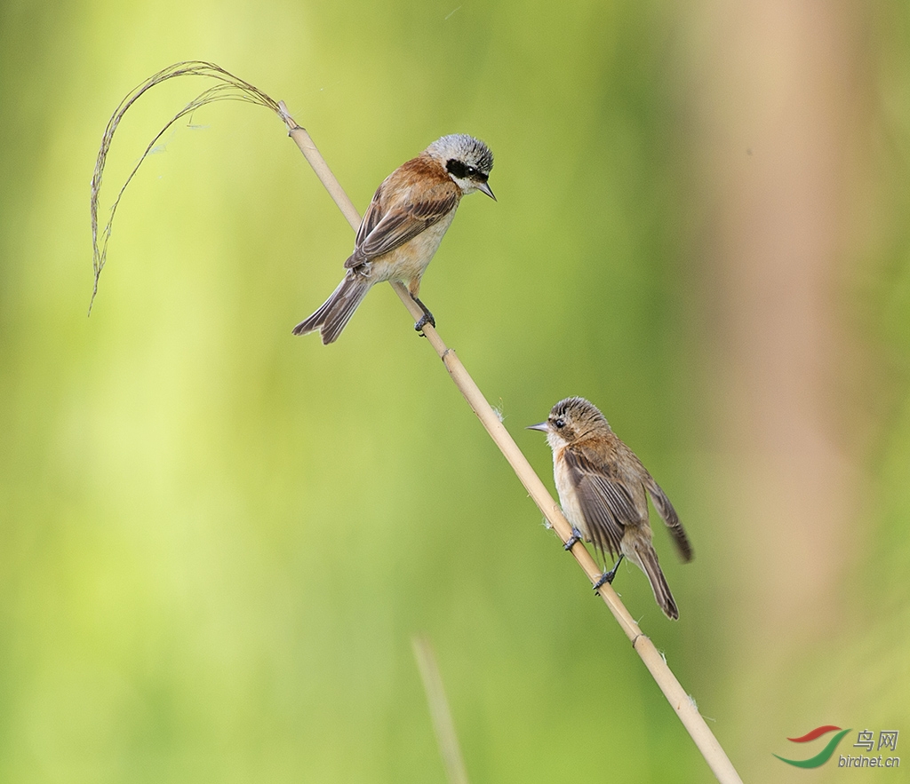 (中华攀雀)同栖一枝也吵嘴