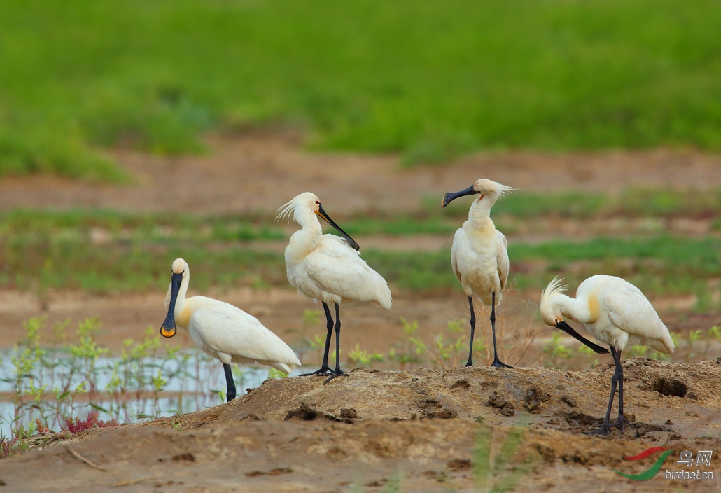 (白琵鹭)白琵鹭