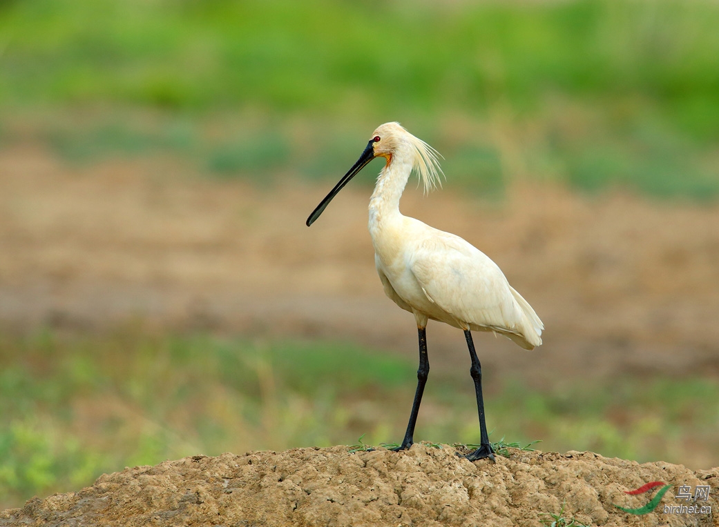 (白琵鹭)白琵鹭