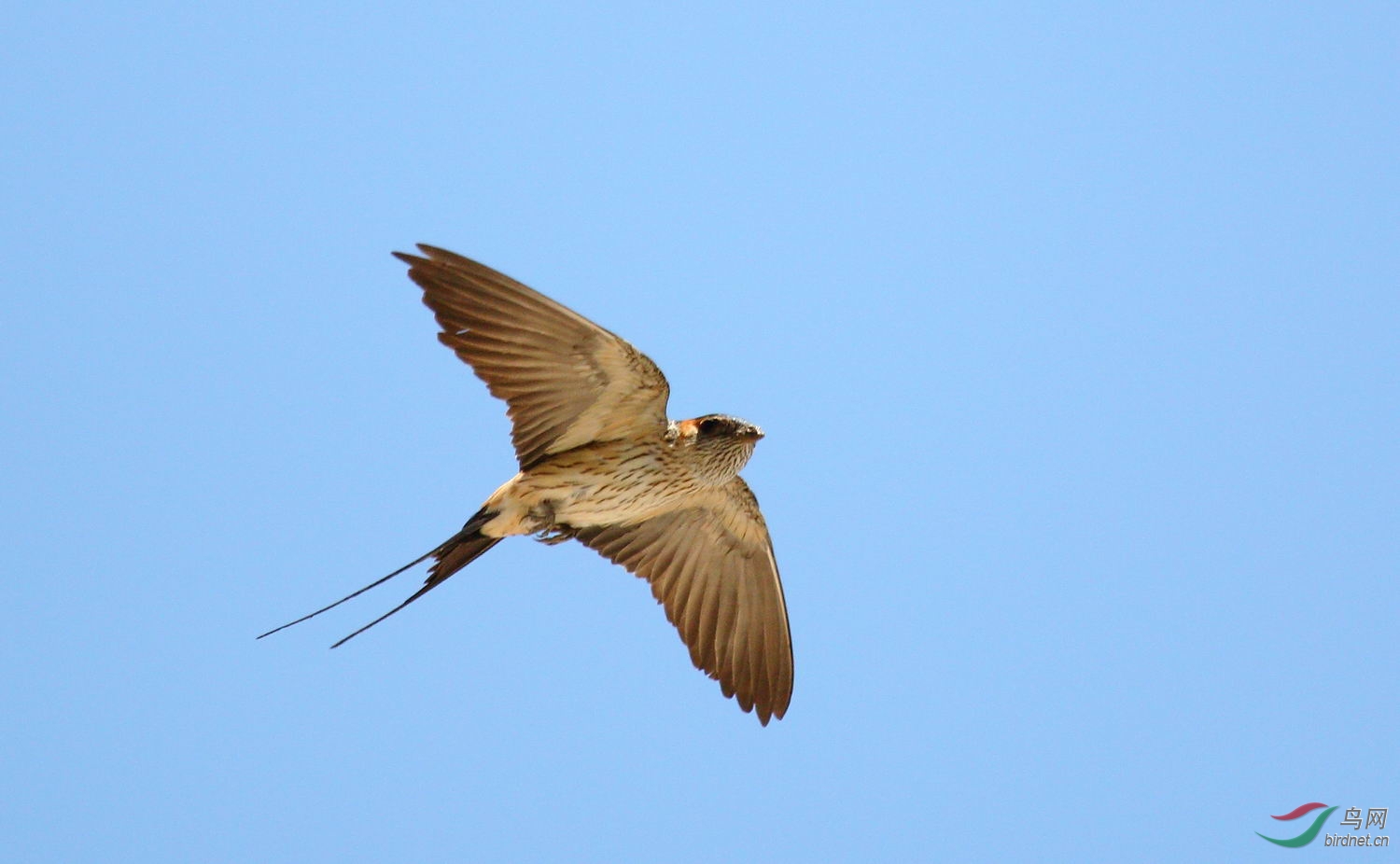 通州城区的燕子