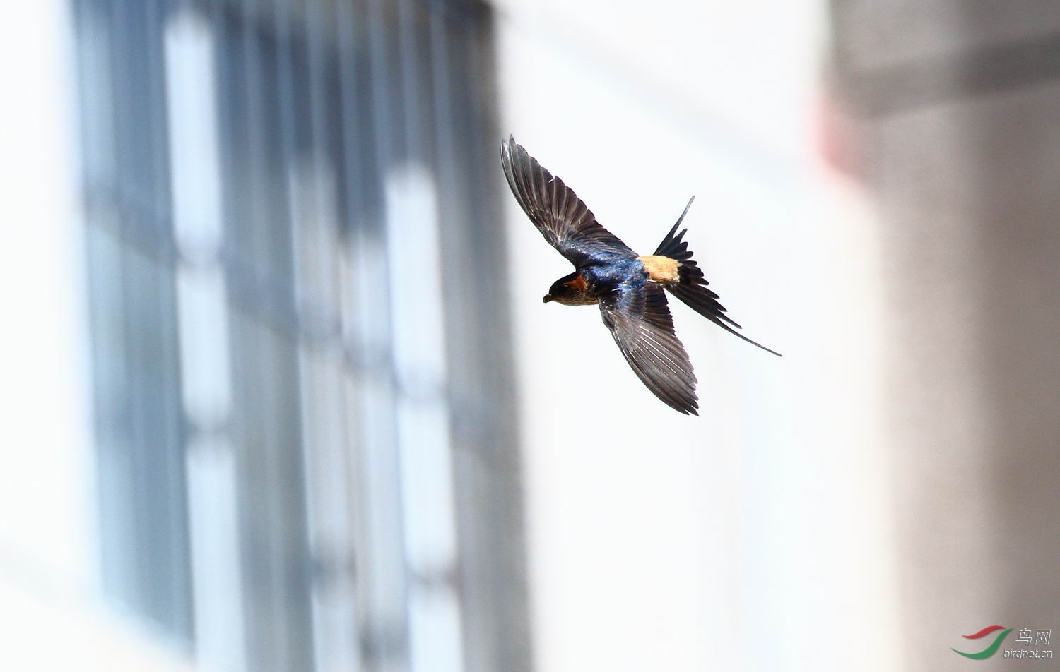 通州城区的燕子