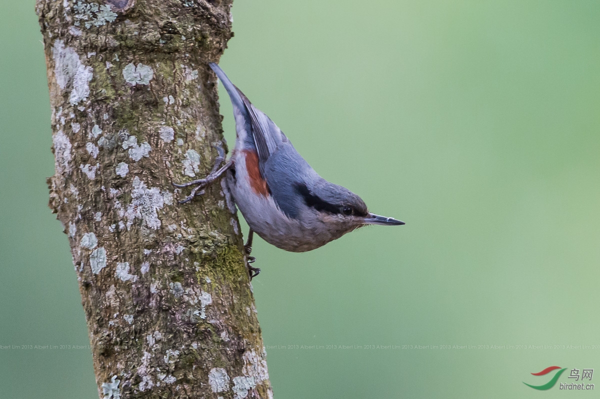 栗臀䴓 chestnut-vented nuthatch