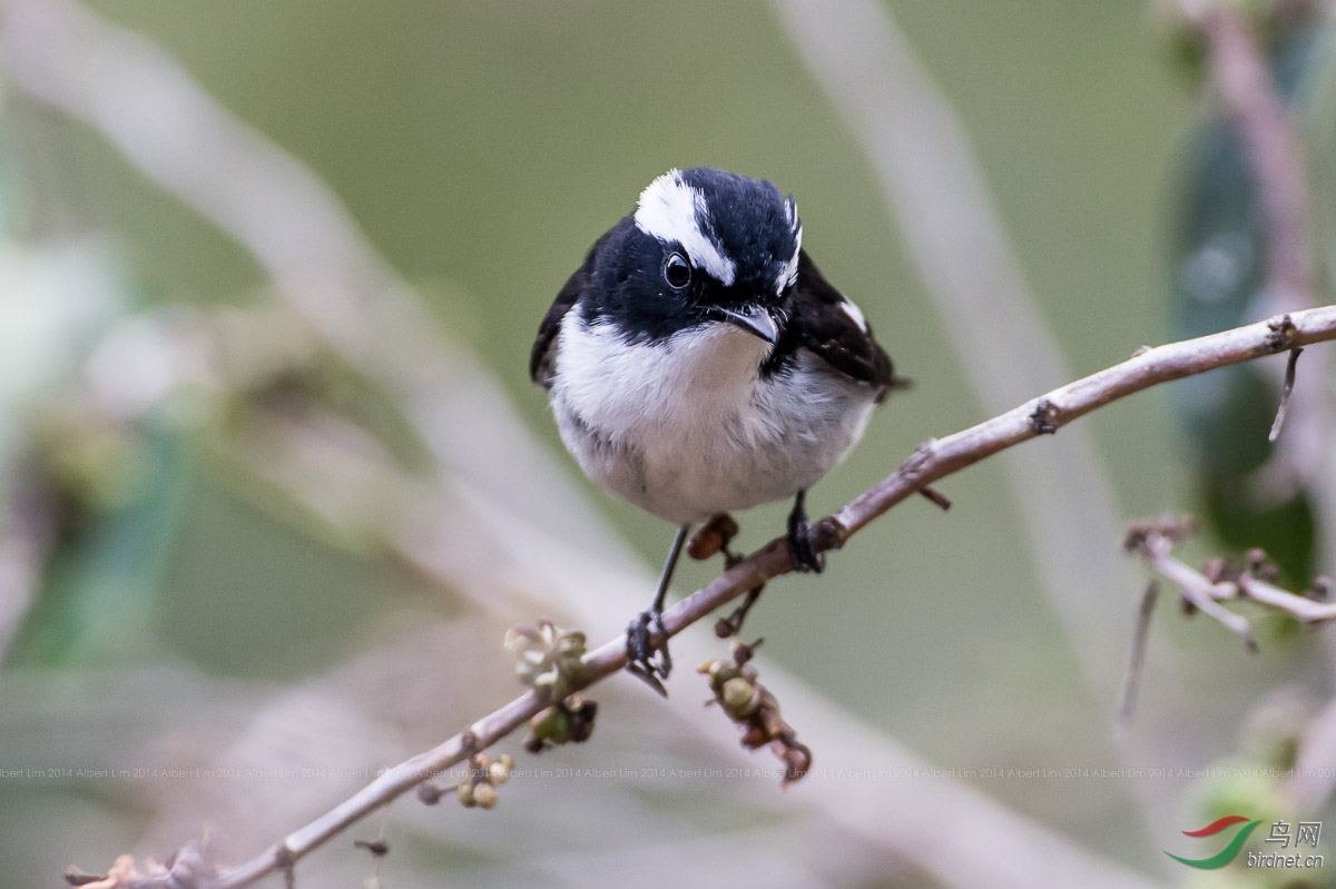 越南大叻拍鸟之旅
