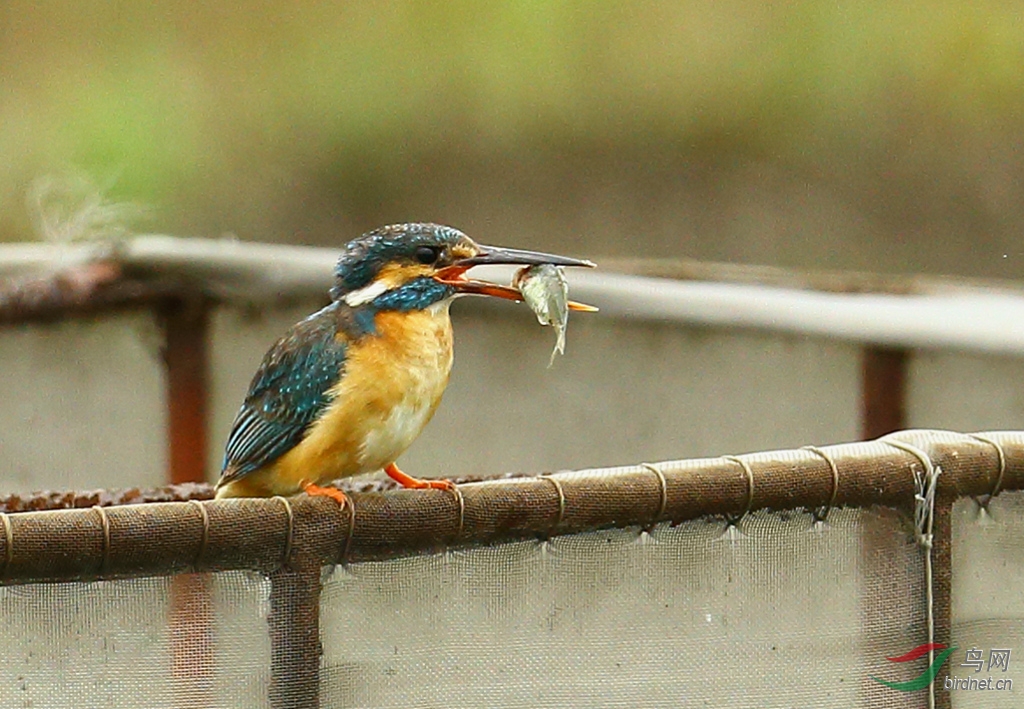 翠鸟恩爱喂食片