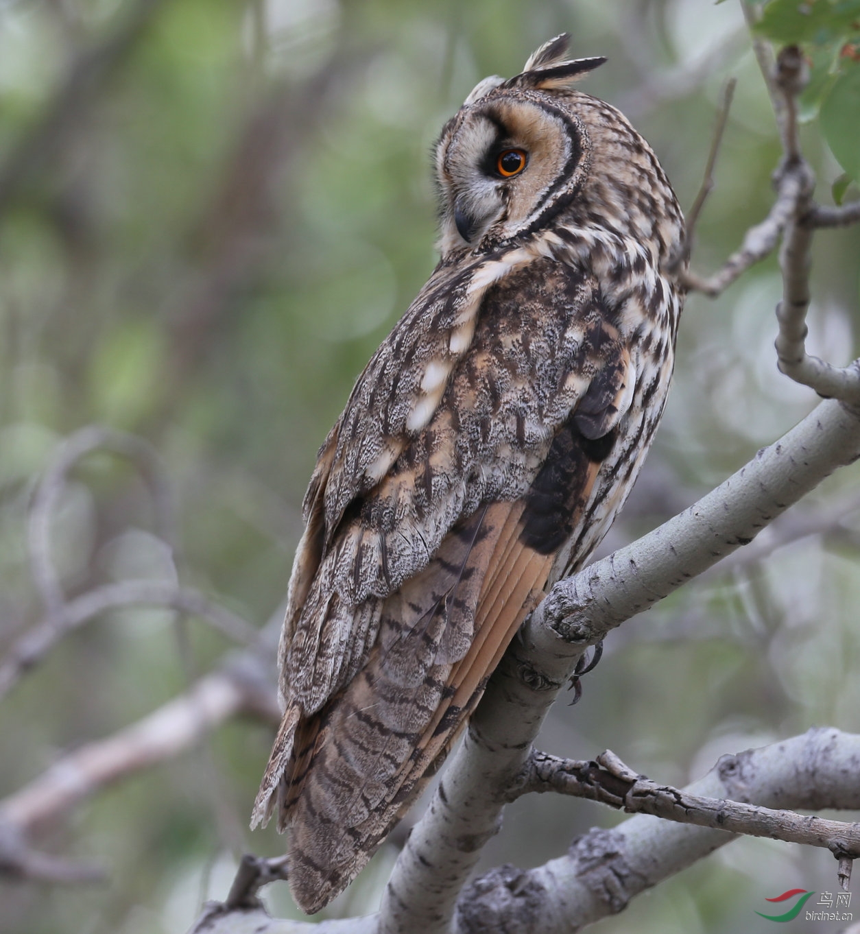 长耳鸮长耳鸮