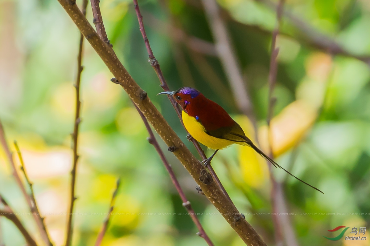 蓝喉太阳鸟 mrs goulds sunbird