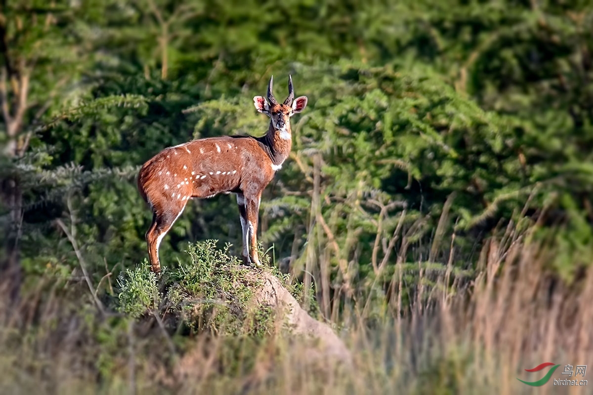 一些珍稀及常见的动物