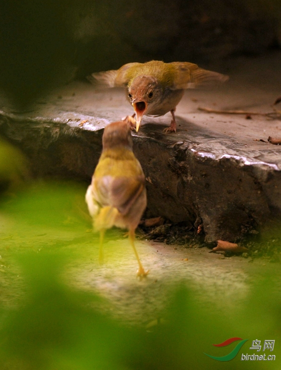 长尾缝叶莺雏鸟吃食组图