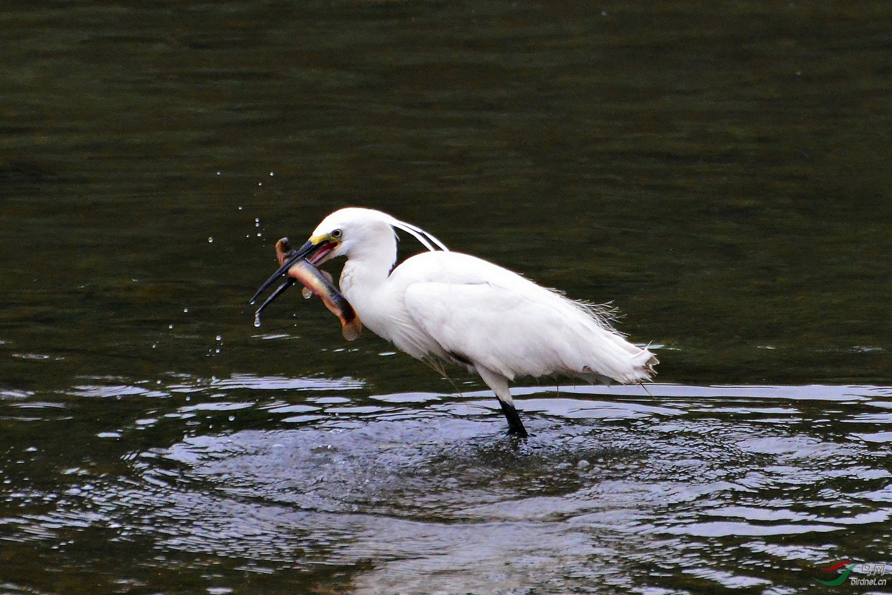 白鹭捉鱼全扫描