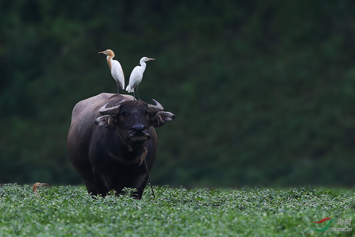 生态牛背鹭