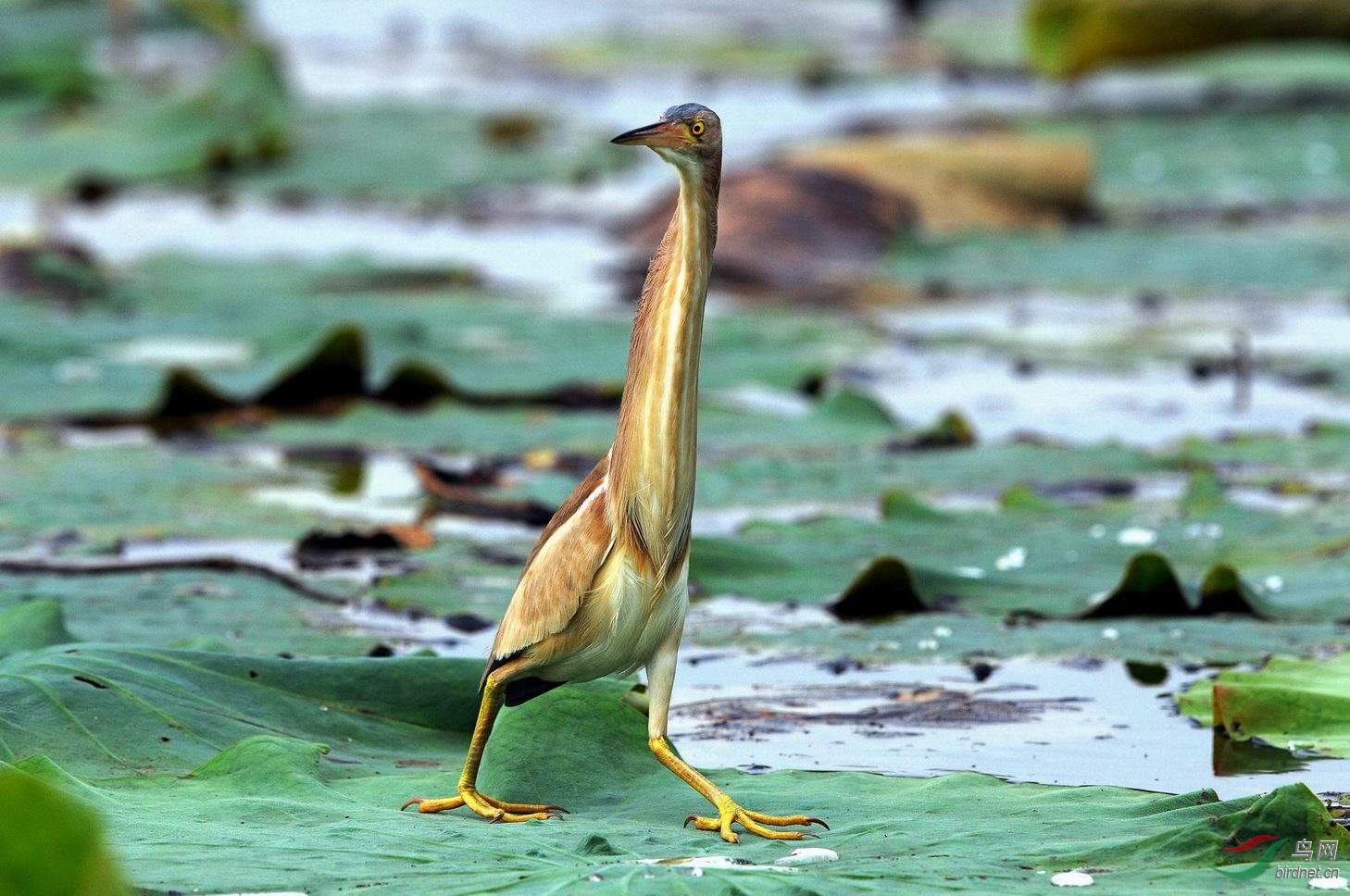 黄苇鳽(小黄鹭)