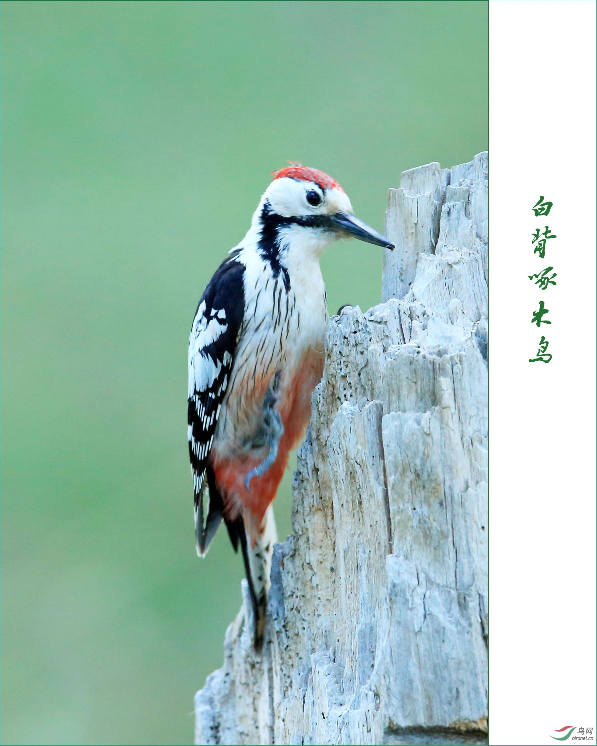 白背啄木鸟