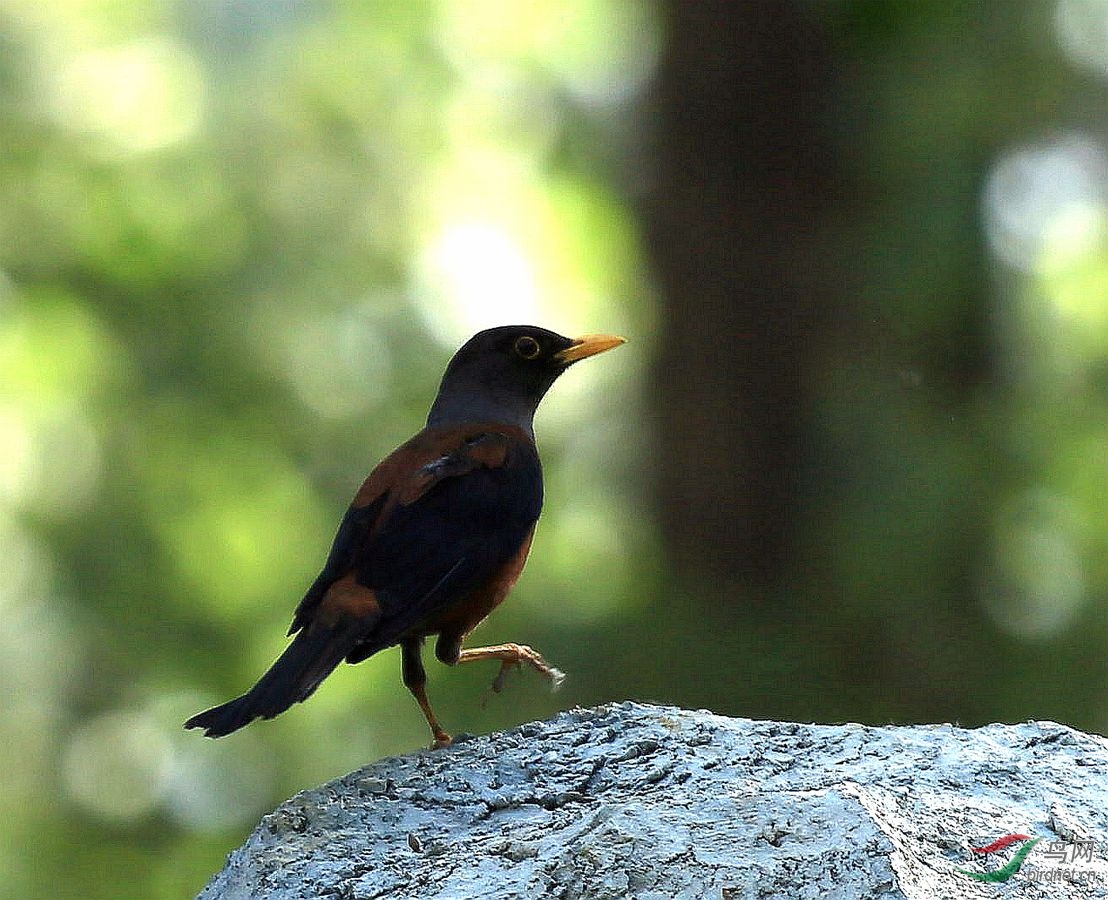 叫声优美动听的灰头鸫