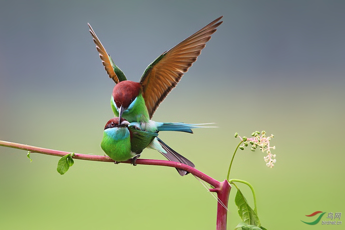 阡陌红尘一季花开蓝喉蜂虎