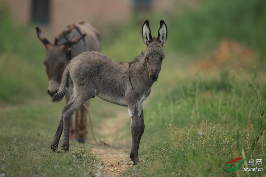 驴,犬,马,毫不相干的两张片子:lol