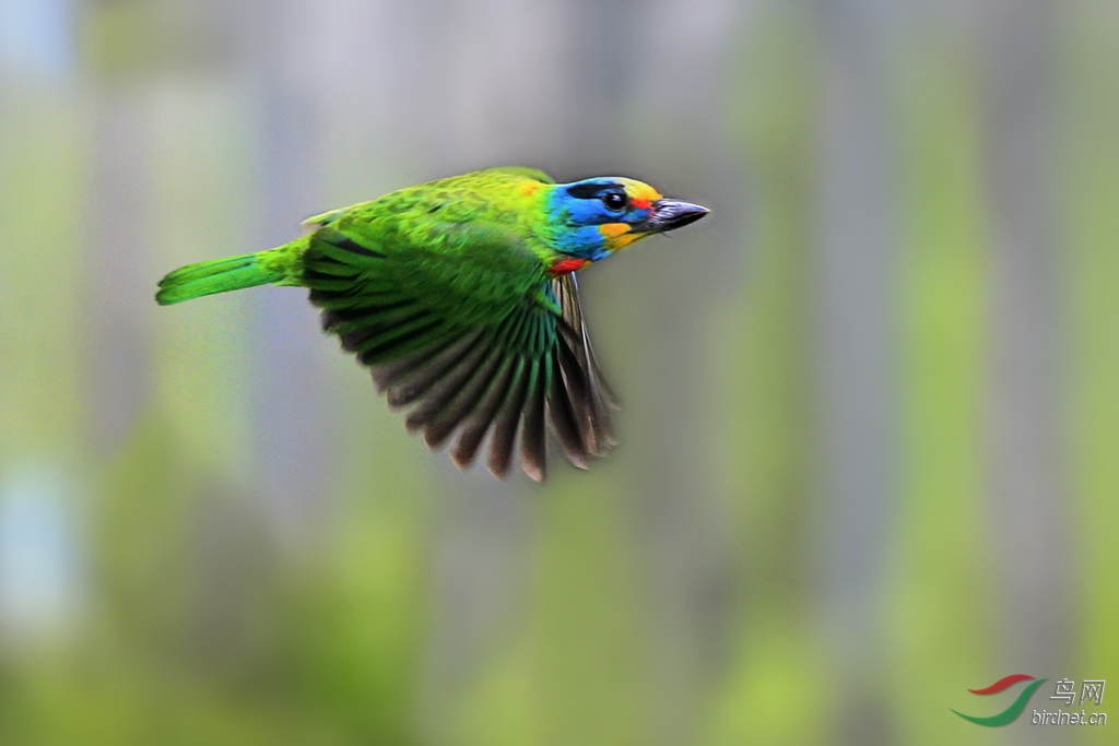一组忙碌觅食的台湾五色鸟!