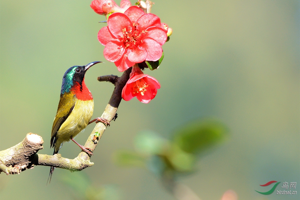 花鳥圖!