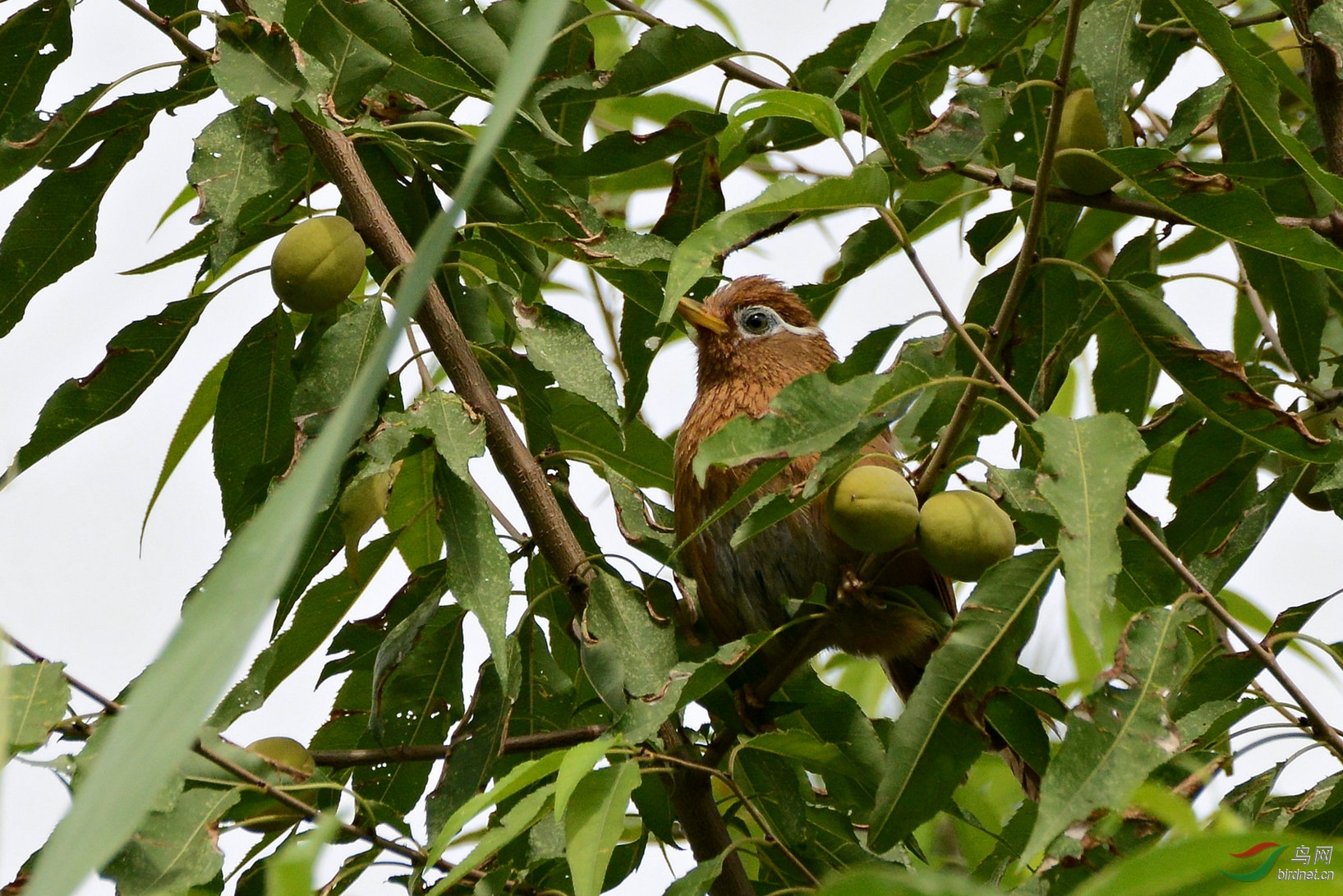 桃树上的画眉歌唱家