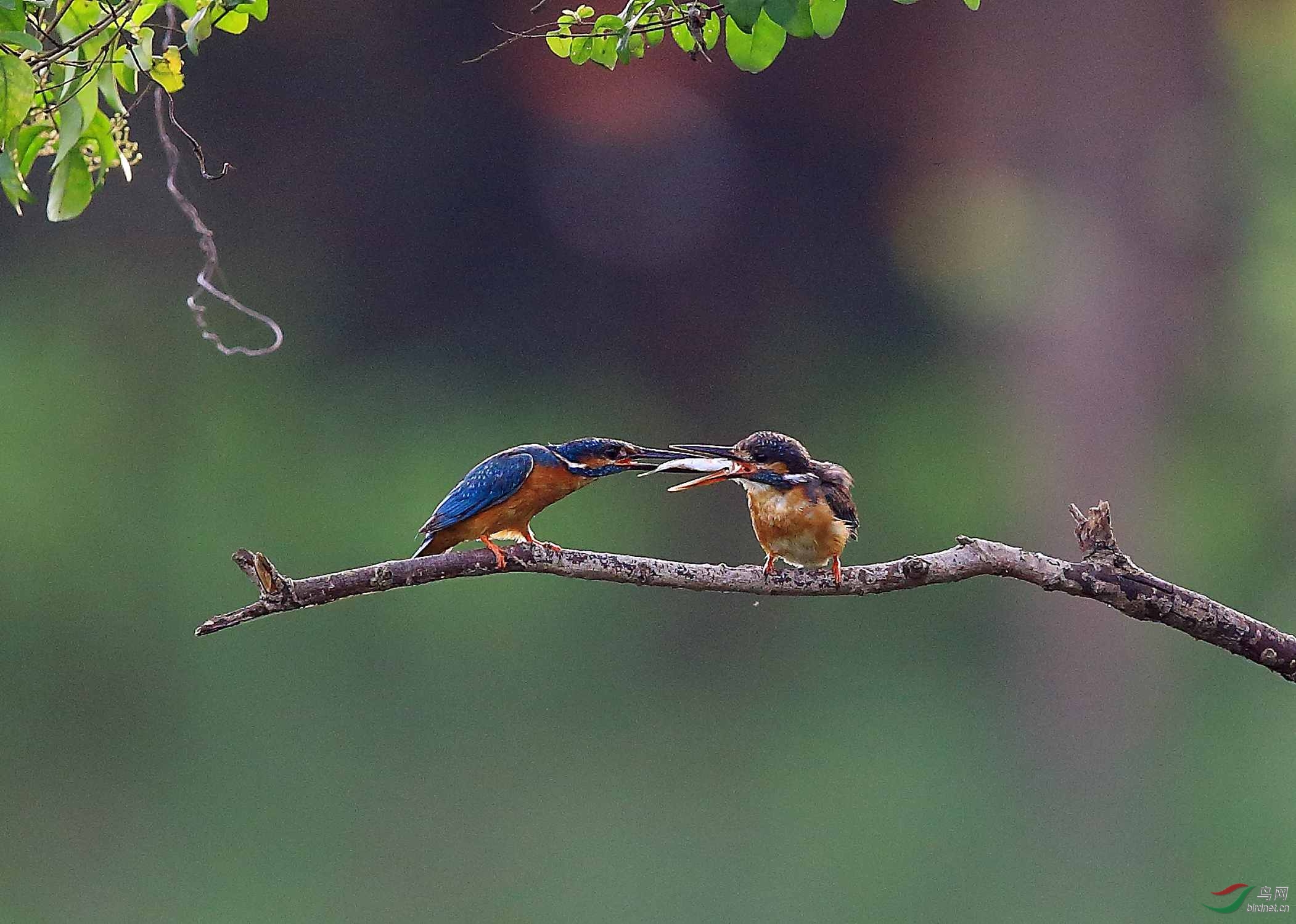 小翠求偶爱在进行时