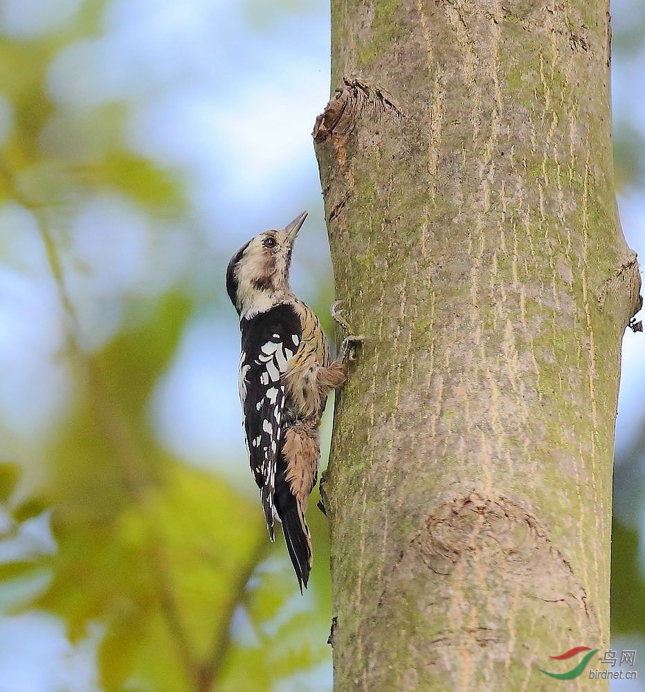 祝贺安徽版设立——星头啄木鸟