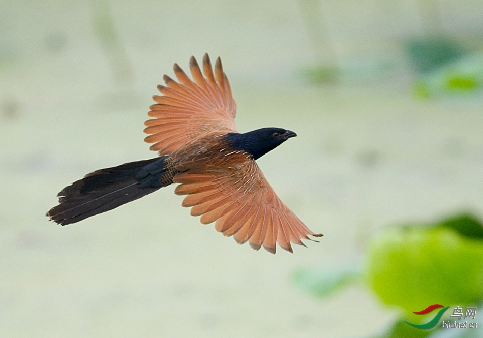 司徒爱初 鸦鹃展翅.jpg