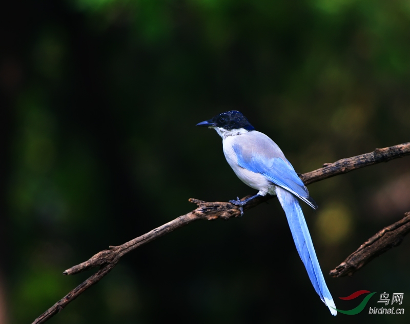 灰喜鹊安徽省省鸟灰喜鹊