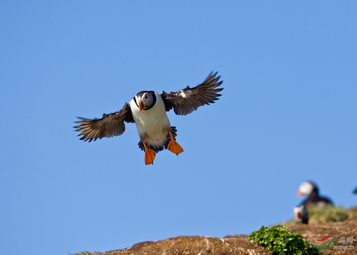 挪威大西洋海鹰