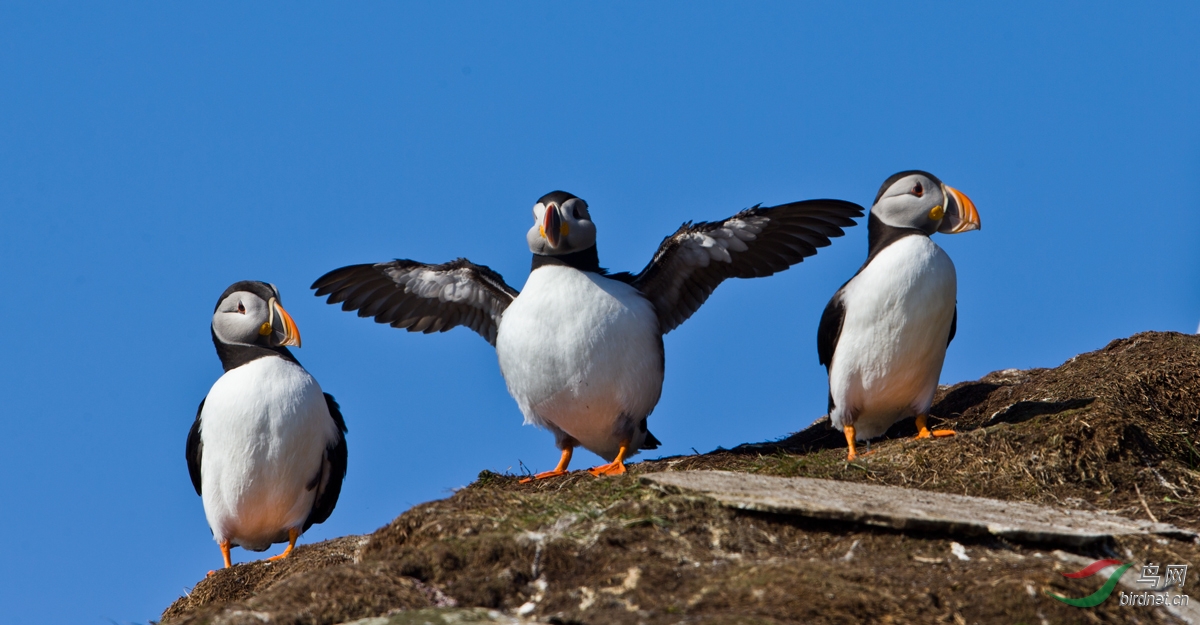挪威大西洋海鹰