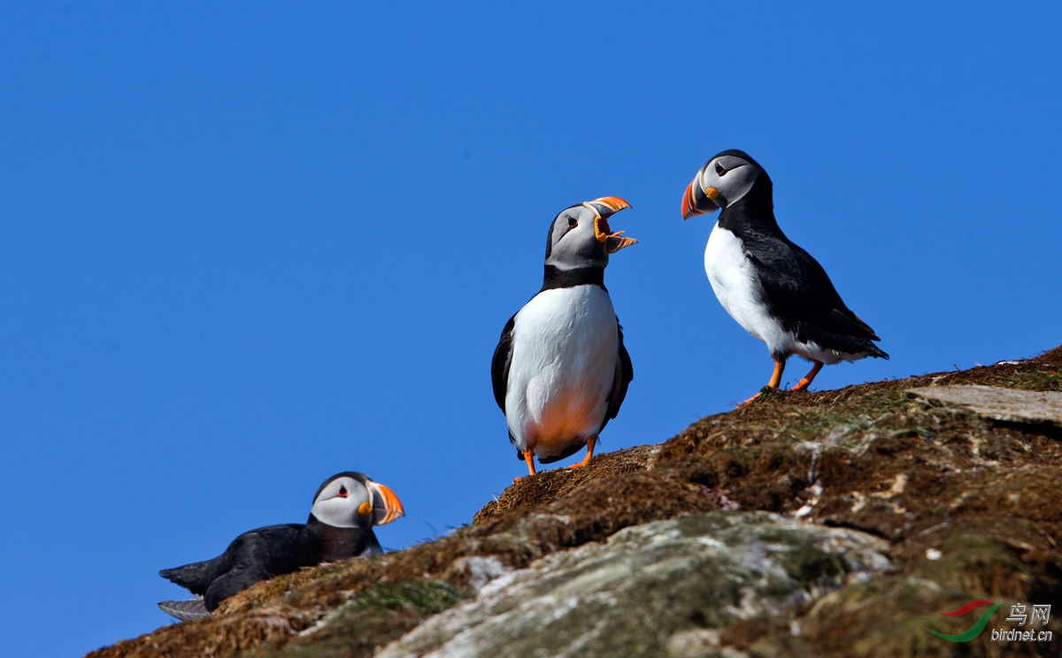 挪威大西洋海鹰