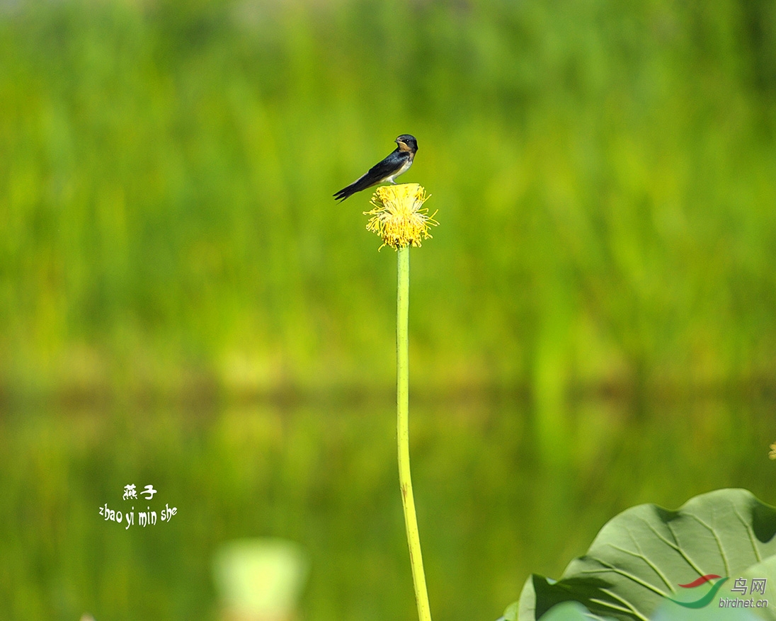 荷塘里几只燕子飞来飞去,时而落在荷花上,时而落在莲蓬上;时而空中