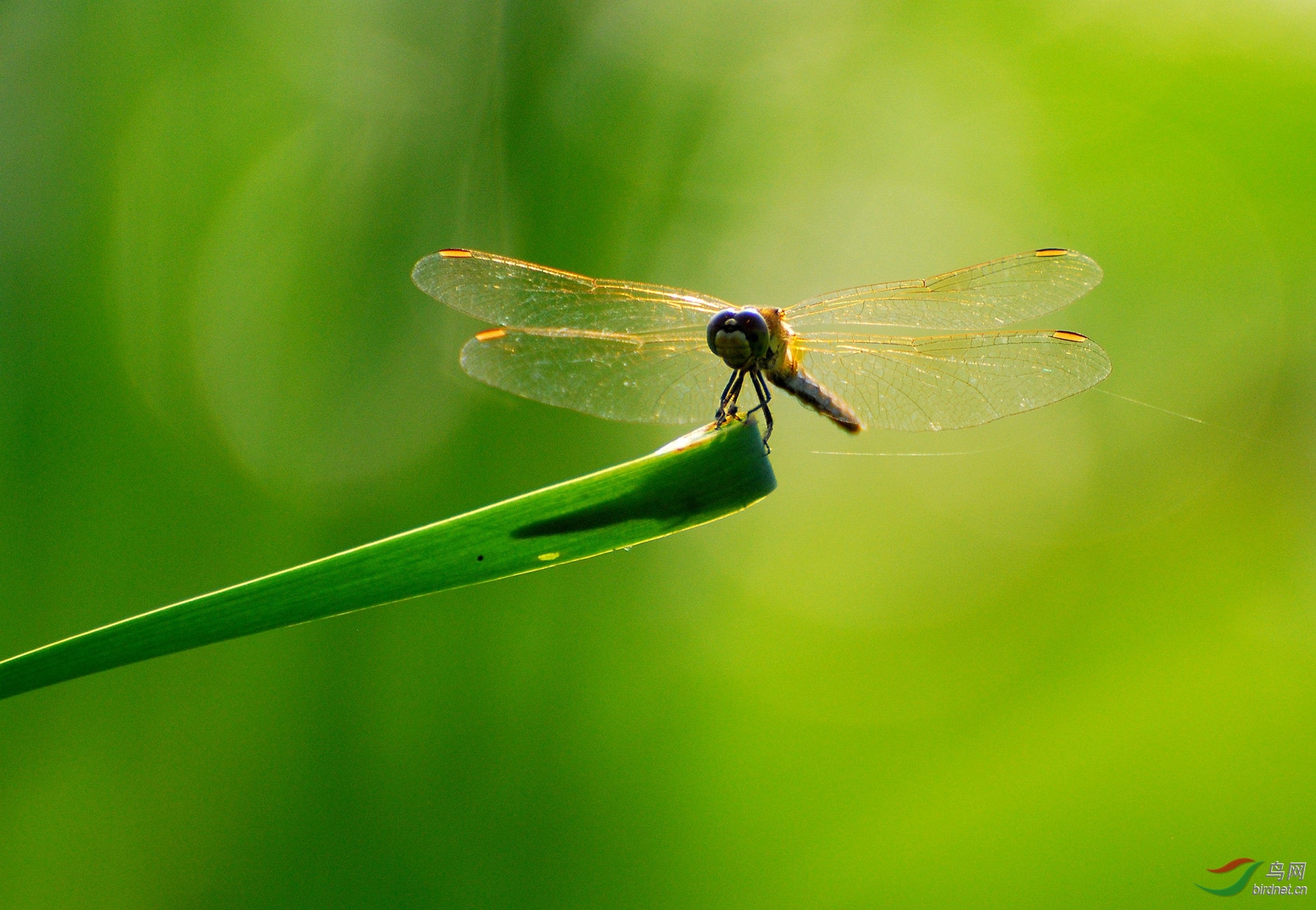 追光逐影草蜻蜓