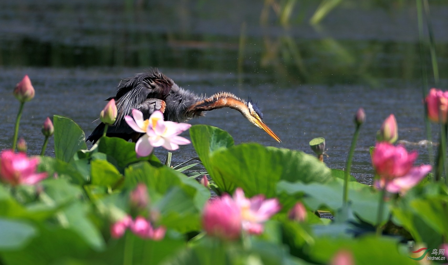 荷塘草鹭-支持《大中型涉禽版》