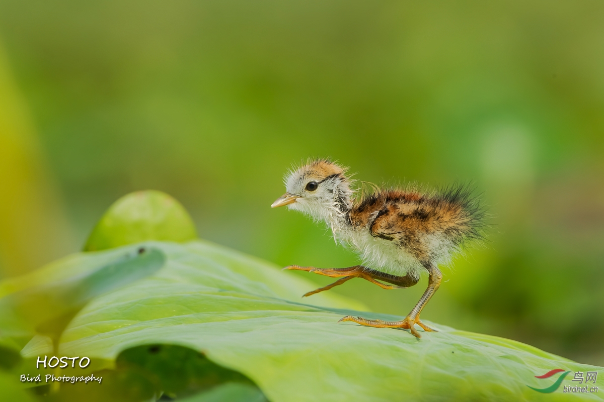 (水雉)健康成长的小水雉