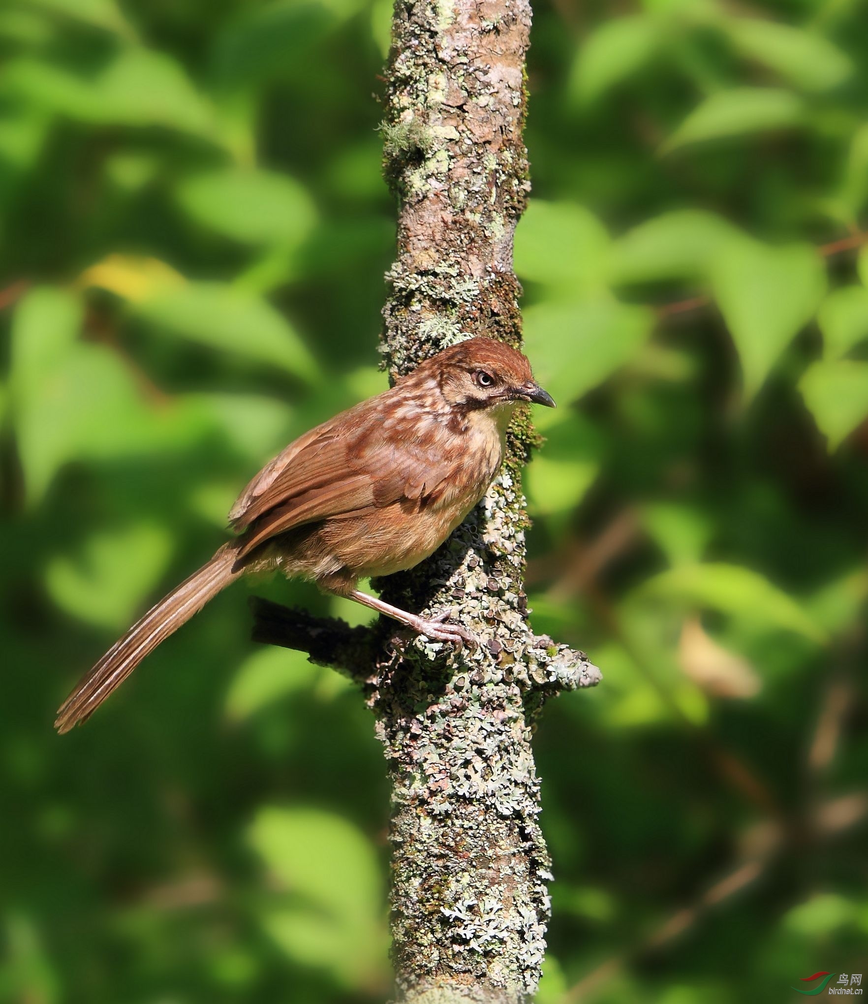 神农架巴桃的矛纹草鹛