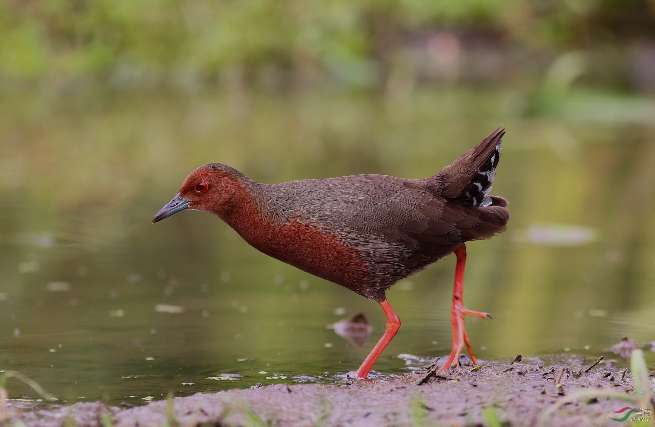 红胸田鸡的羽毛特写