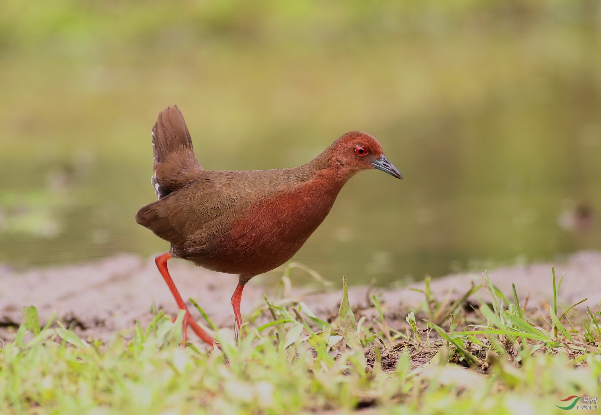 红胸田鸡的羽毛特写