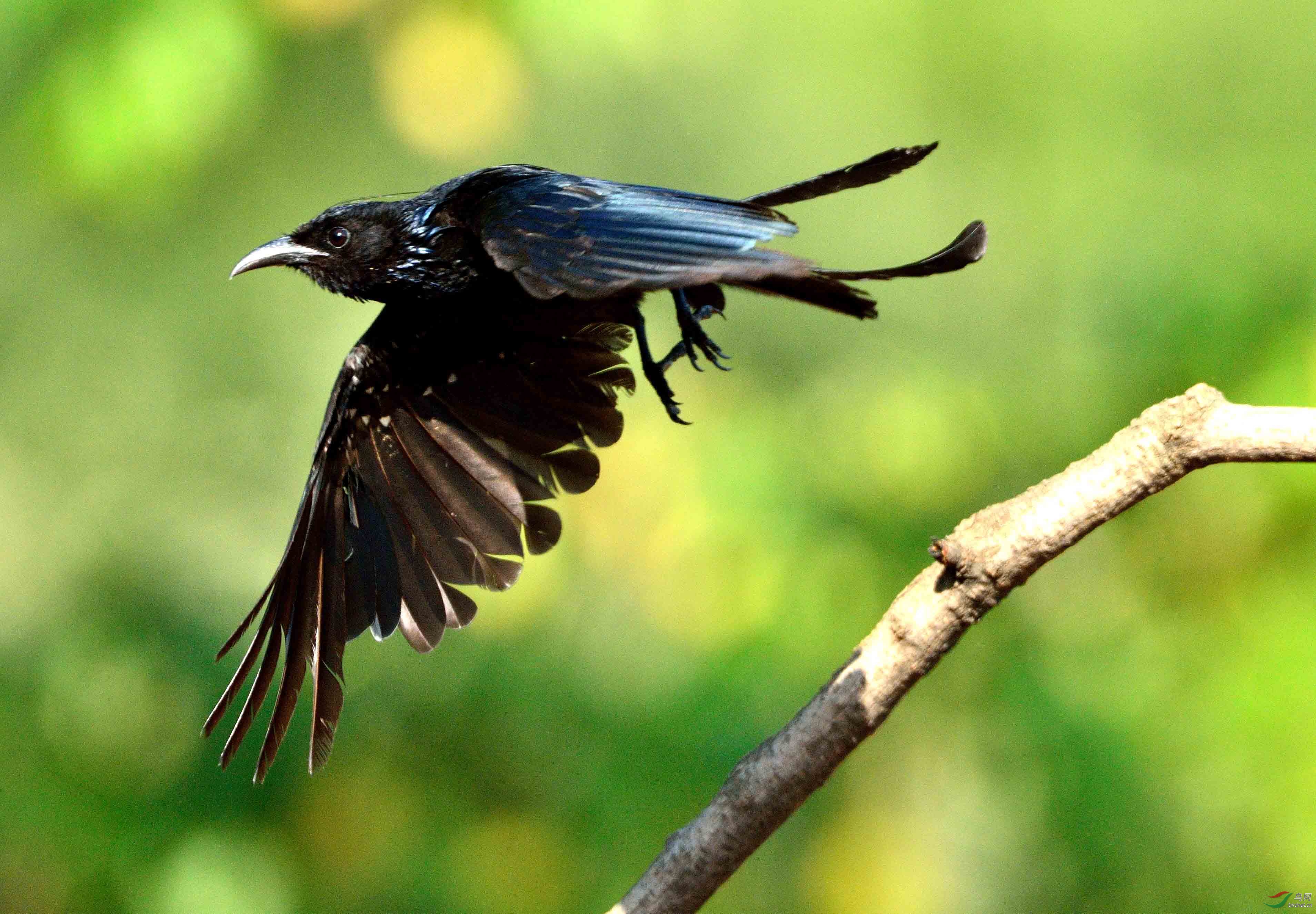 凶悍的黑卷尾 - 河南版 henan 鸟网