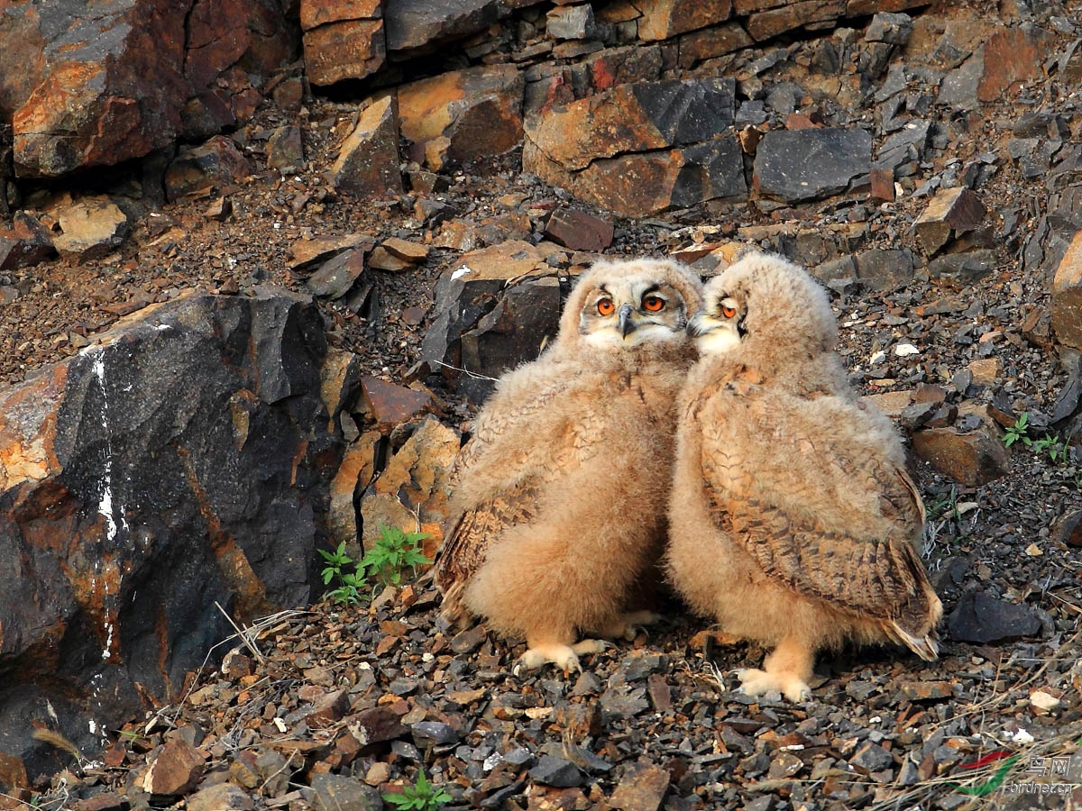 雕鸮一组小雕鸮