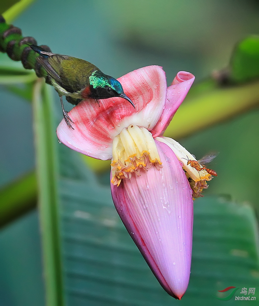 芭蕉花上的太阳鸟