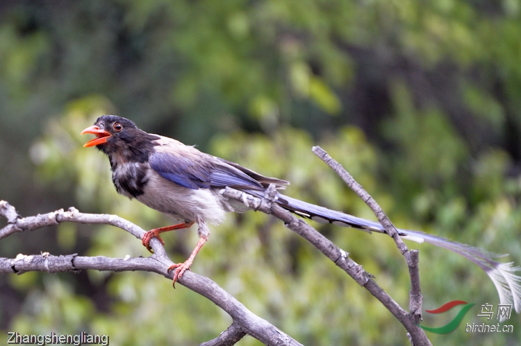 红嘴蓝喜鹊