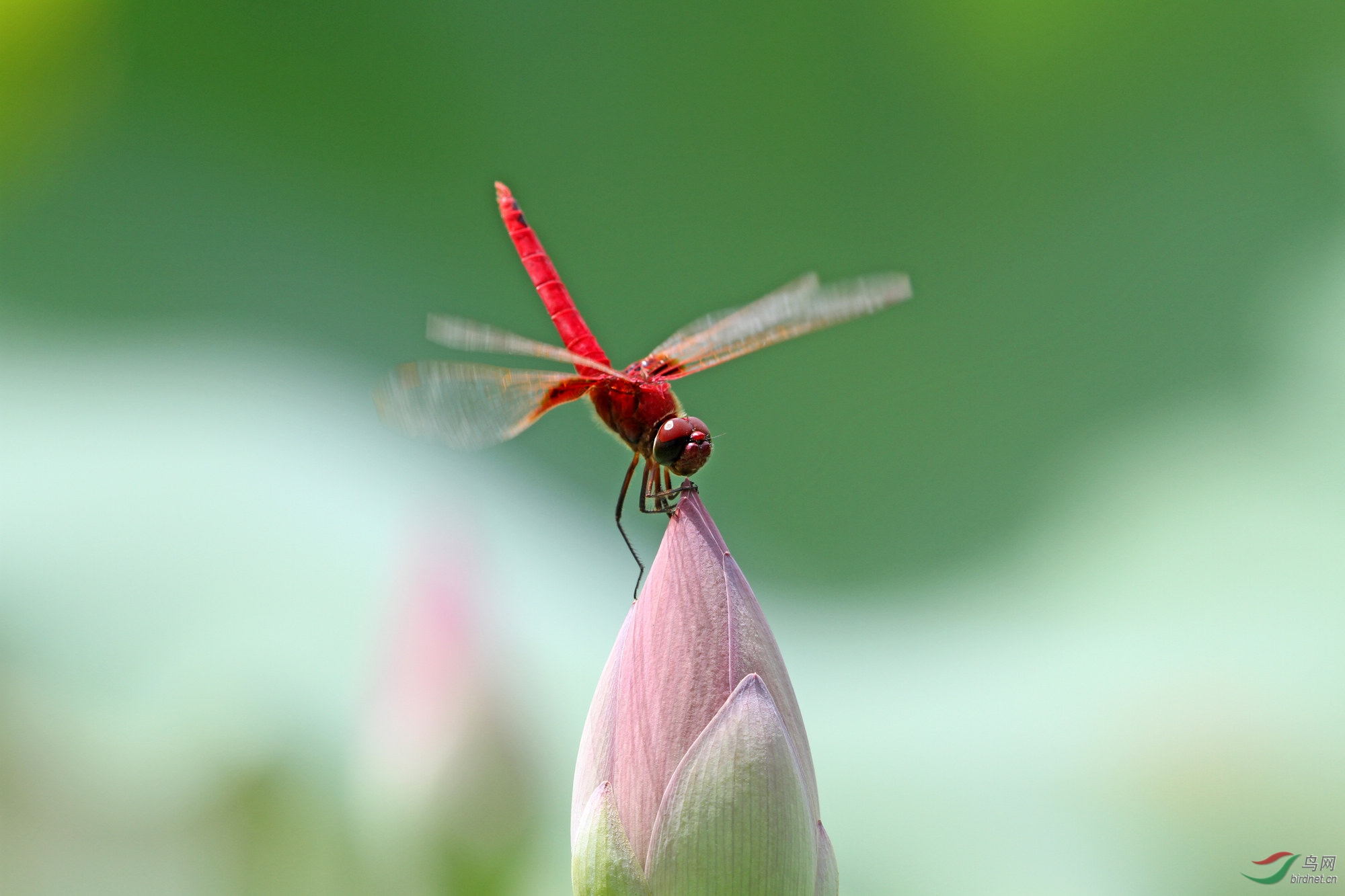 荷塘红蜻蜓