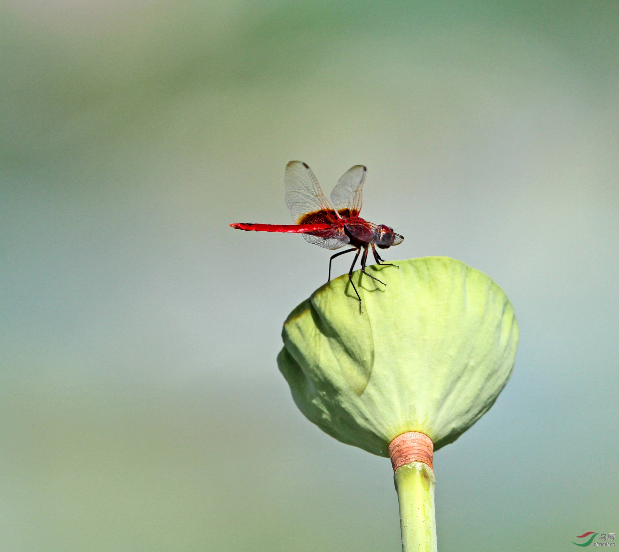 荷塘红蜻蜓