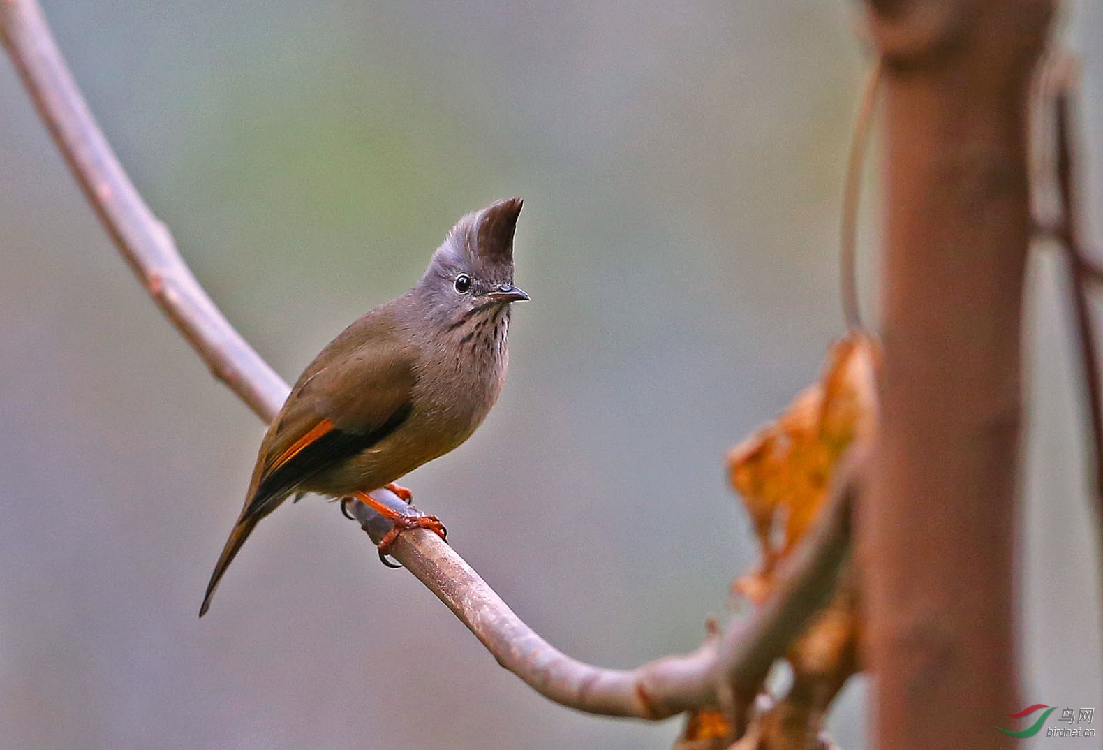 喜欢尝鲜的纹喉凤鹛